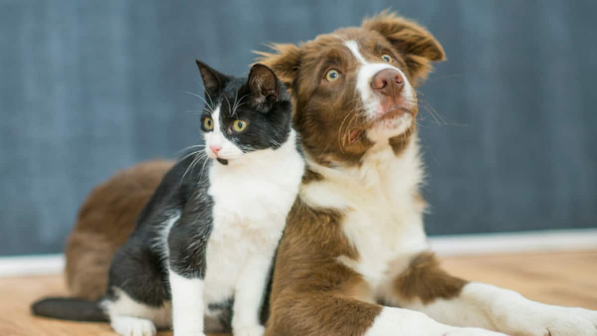 Das-perfekte-Haustier-f-r-jedes-Sternzeichen