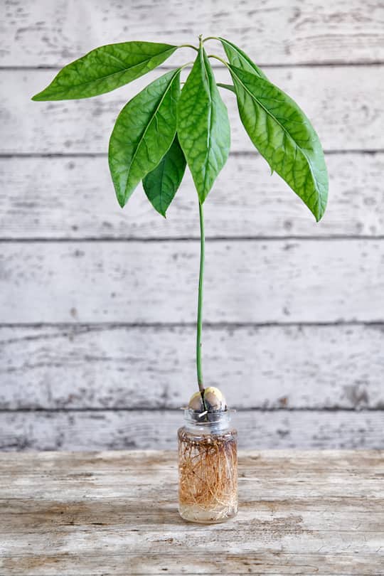 Avocado (Persea americana), rooting in water in a mason jar.