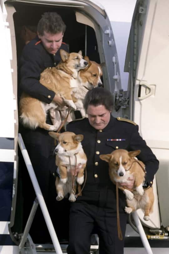 Queen Elizabeth und ihre Corgis