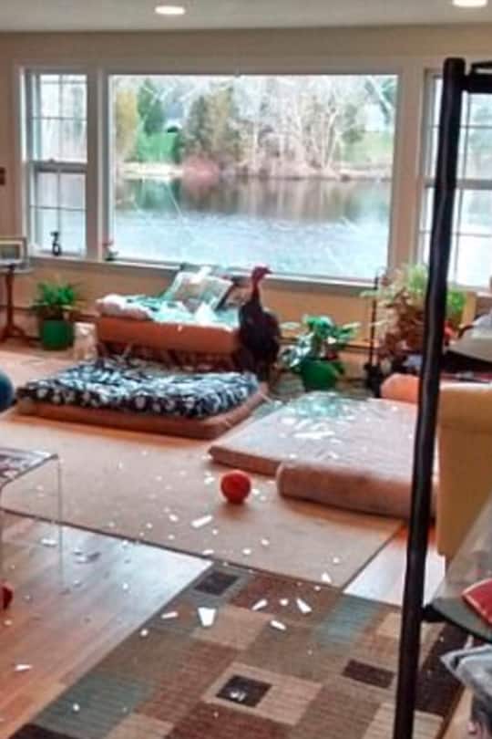 Rache mit Sprüchen und Film auf englisch