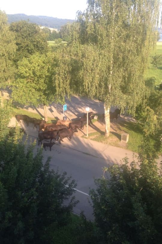 Annette Fetscherin (Grösse) Moderatorin Twitter Nati