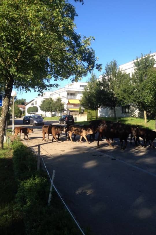 Annette Fetscherin (Grösse) Moderatorin Twitter Nati