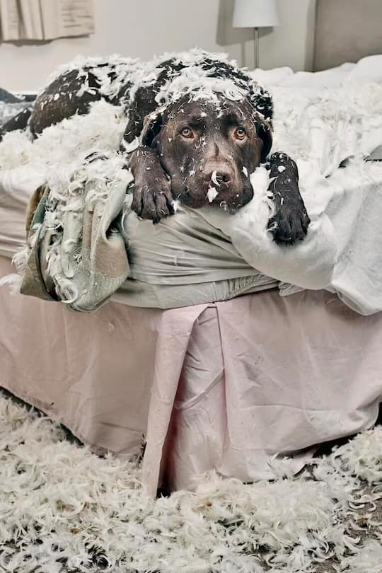 Jemand ist sich seiner Schuld offenbar bewusst. Oder täuscht der Blick?