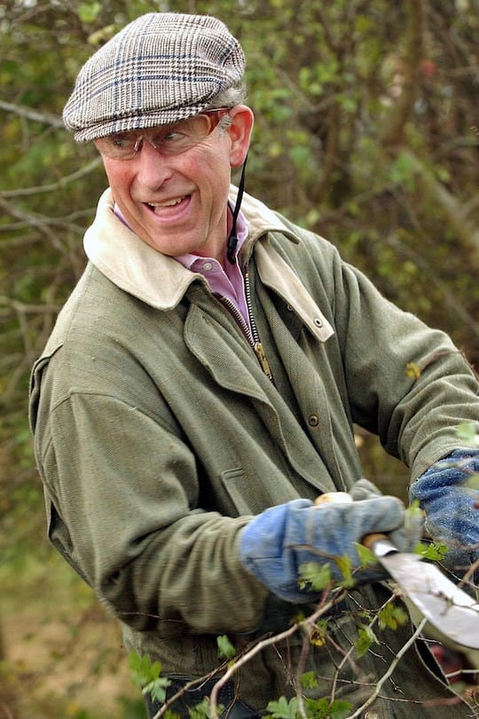 Britain's Prince Charles tries his hand at hedgelaying, during the National Hedgelaying Championships at the Prince's Home Farm, at Tetbury, England, Saturday Oct. 29 2005.The Prince was scheduled to present the prizes to the competition winners.(AP Photo/David McHugh, pool)