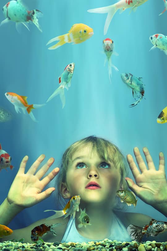 Girl (4-6) looking at fish in tank, hands pressed against glass