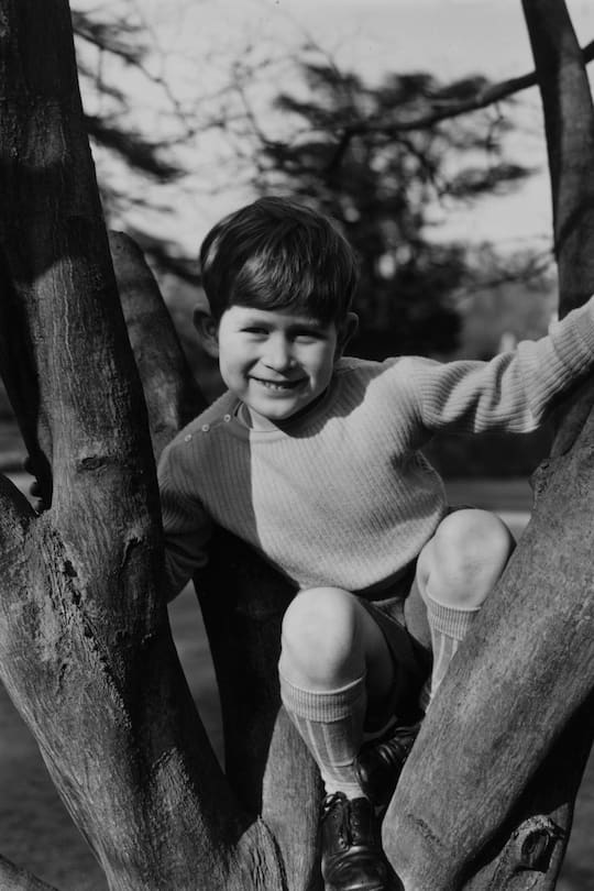 7th April 1954: Prince Charles eldest son of Queen Elizabeth II and the Duke of Edinburgh climbs into a tree at Royal Lodge, Windsor. (Photo by Lisa Sheridan/Studio Lisa/Hulton Archive/Getty Images)