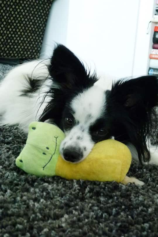 Harald Glööcklers Hund Billy King