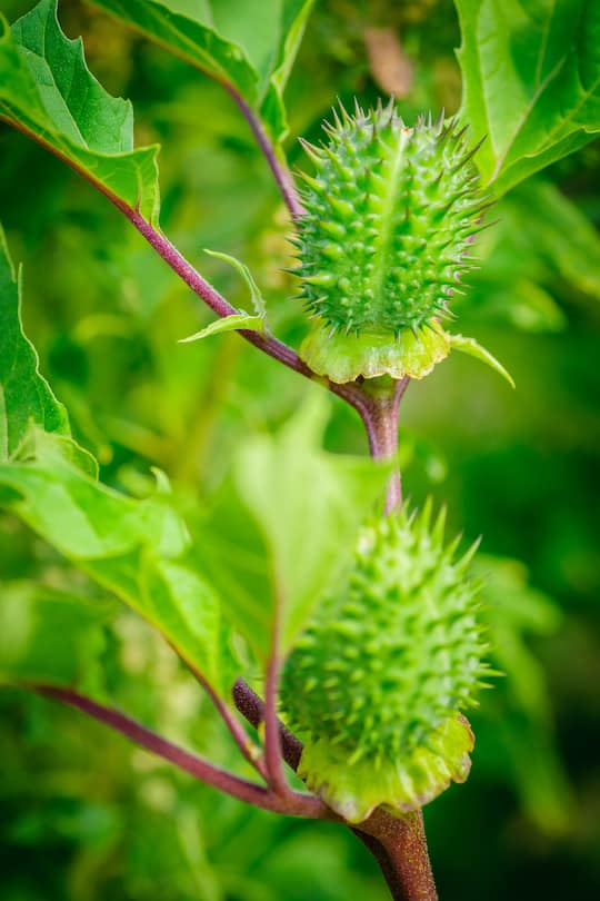 Ecballium elaterium or Squirting cucumber, interesting plant. Beautiful fruits