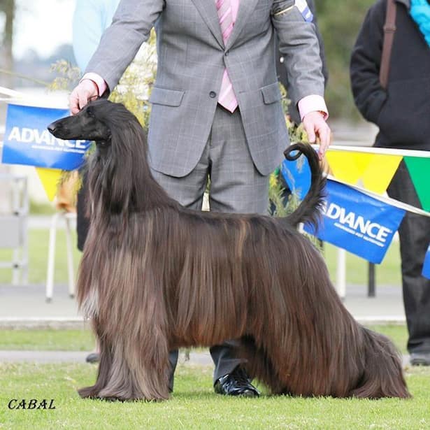 Afghanischer Windhund (schwarz Preis) Fotos Facebook