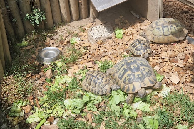 Sagen sie mal mit Maja Riniker ©ZVG