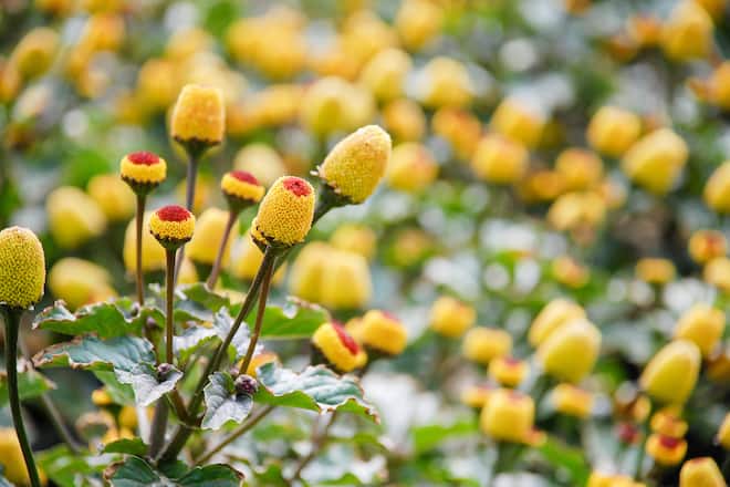 Fresh flowering para cress plant, Spilanthes oleracea, soft focus, unfocused blurred spilanthes