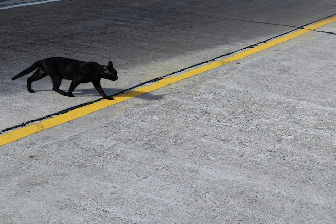 Schwarze Katze von links nach rechts bringt was Schlechts.