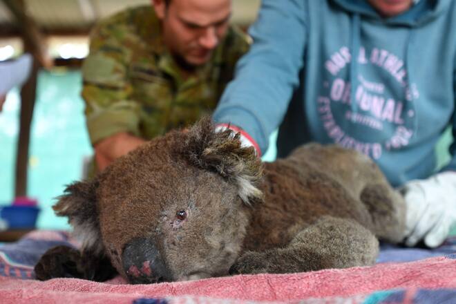 KANGAROO ISLAND BUSHFIRES, Vets and volunteers treat Koalas at Kangaroo Island Wildlife Park, on Kangaroo Island, southwest of Adelaide, Friday, January 10, 2020. Dozens of Koalas have been rescued from the fires over the past 5 days. ACHTUNG: NUR REDAKTIONELLE NUTZUNG, KEINE ARCHIVIERUNG UND KEINE BUCHNUTZUNG ADELAIDE SA AUSTRALIA PUBLICATIONxINxGERxSUIxAUTxONLY Copyright: xDAVIDxMARIUZx 20200110001441322914