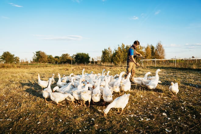 An urban farmer is out feeding bread to a gaggle of geese on his farm.