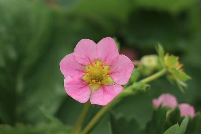 Erdbeersorte Delirose mit rosafarbenen Blütenblättern.