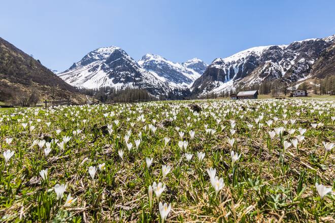 Meadows of Crocus flowers during spring bloom, Davos, Sertig Valley, canton of Graubünden, Switzerland