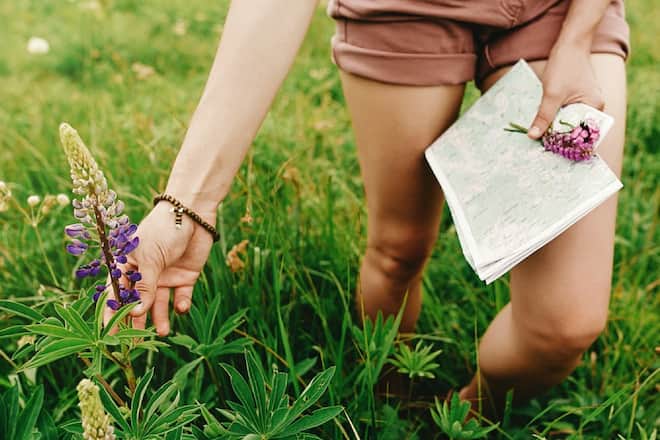 Wachsame Wanderer können am Wegrand so manches Heilkraut entdecken.