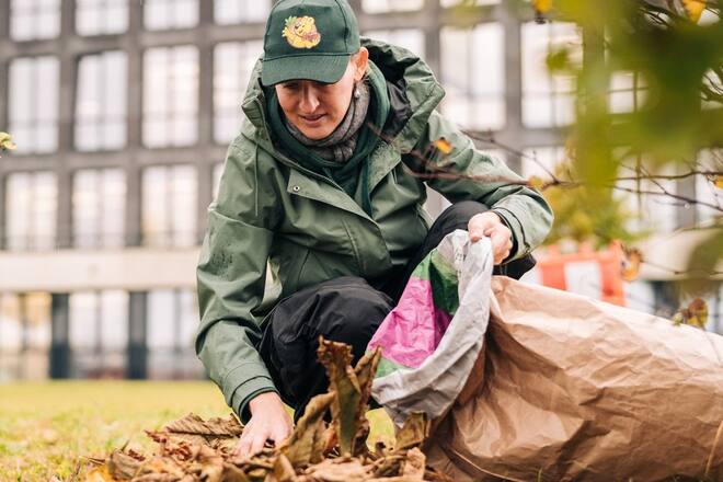 Nicht nur die Kastanien, sondern auch das Laub sammeln - das hilft der Rosskastanie.