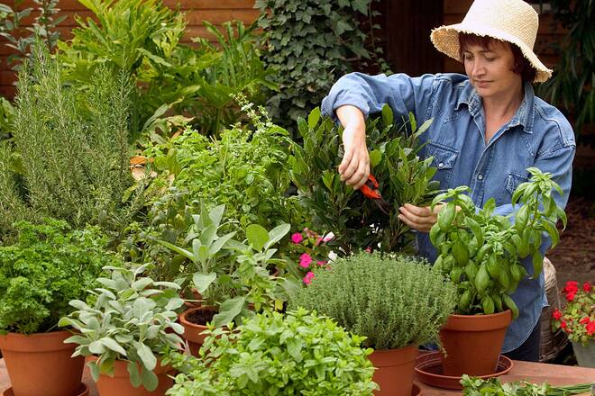 Pots of herbs, with gardener at work trimming one of them. (Photo by: Auscape/Universal Images Group via Getty Images)