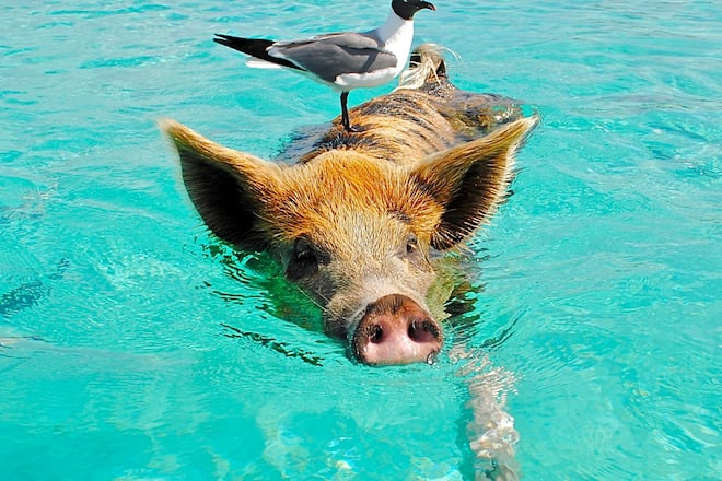 Schweine sind die einzigen Bewohner einer Insel auf den Bahamas.