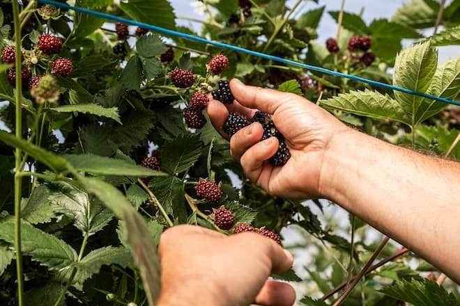 HUENENBERG ZG, 03.06.2020 - Brombeeren im Gewaechshaus der Familie Boog. Publireportage "Mehr Schweiz im Teller" Hof Buuregarte Boog in Huenenberg ZG. Die Familie Boog pflanzt vorallem Beeren an und verkauft diese u.a. auch direkt im Hofladen. PHOTO BY PASCAL MORA